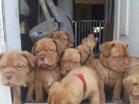9 dogue de Bordeaux pups ready 